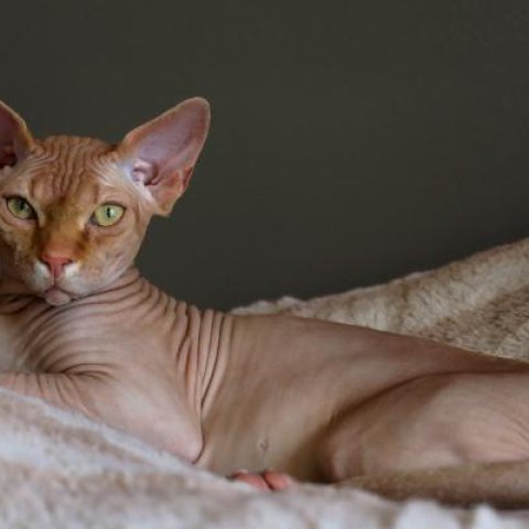 Hairless Cat