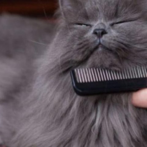 Cat Brushing