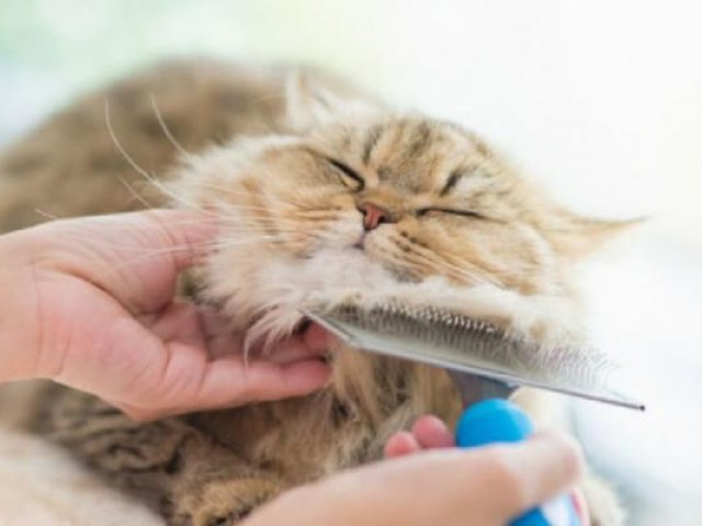 Cat Grooming