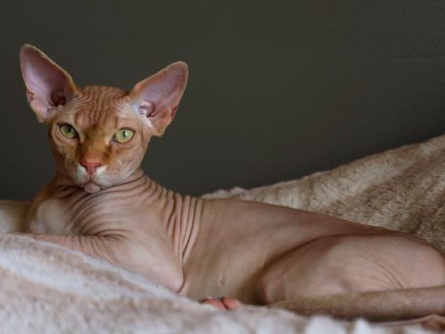 Hairless Cat