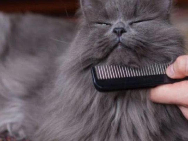 Cat Brushing